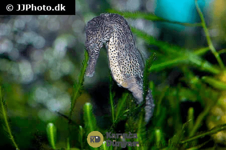 hippocampus-kuda-6.png