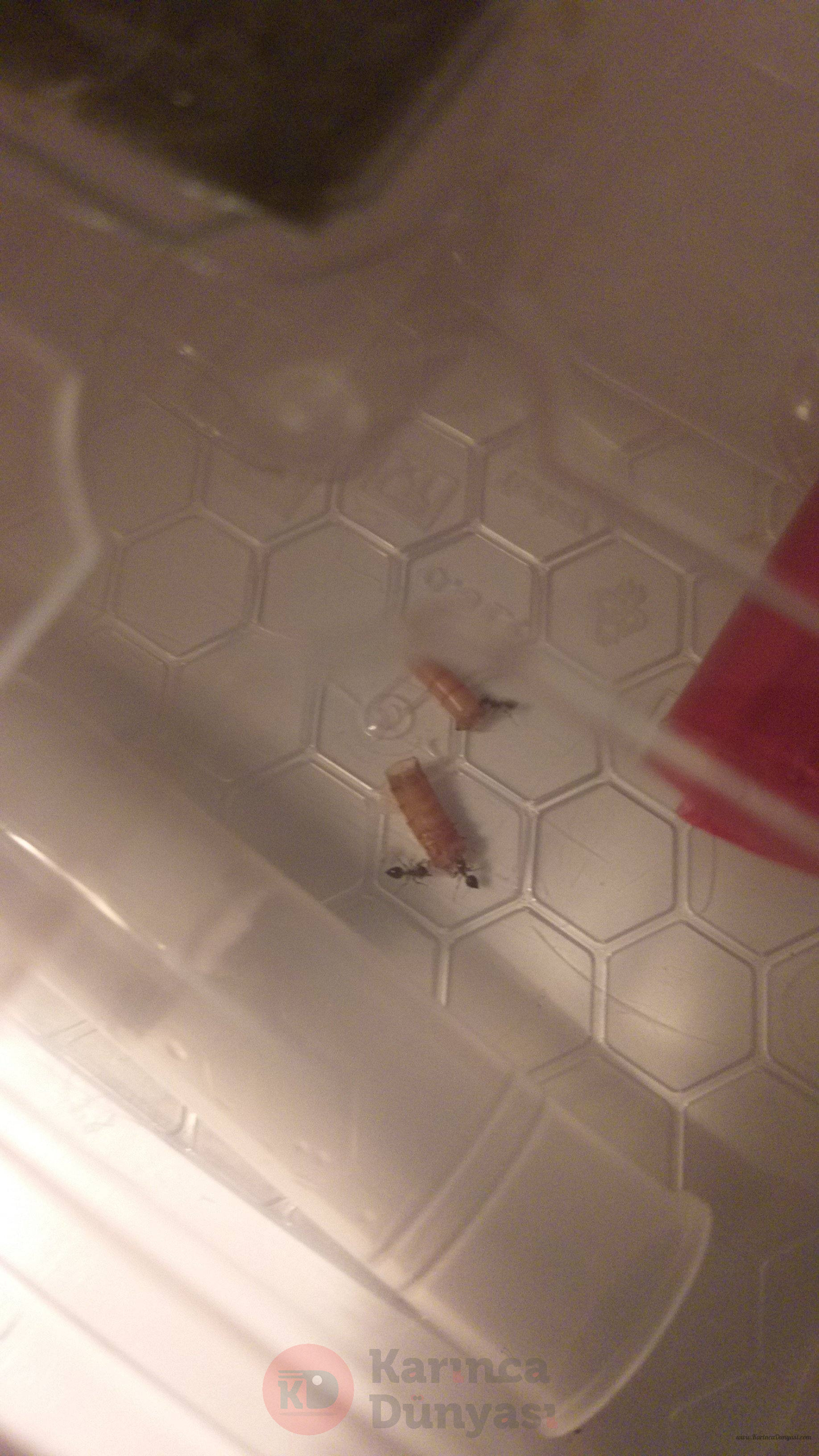 IMG-20210217-WA0021.jpeg