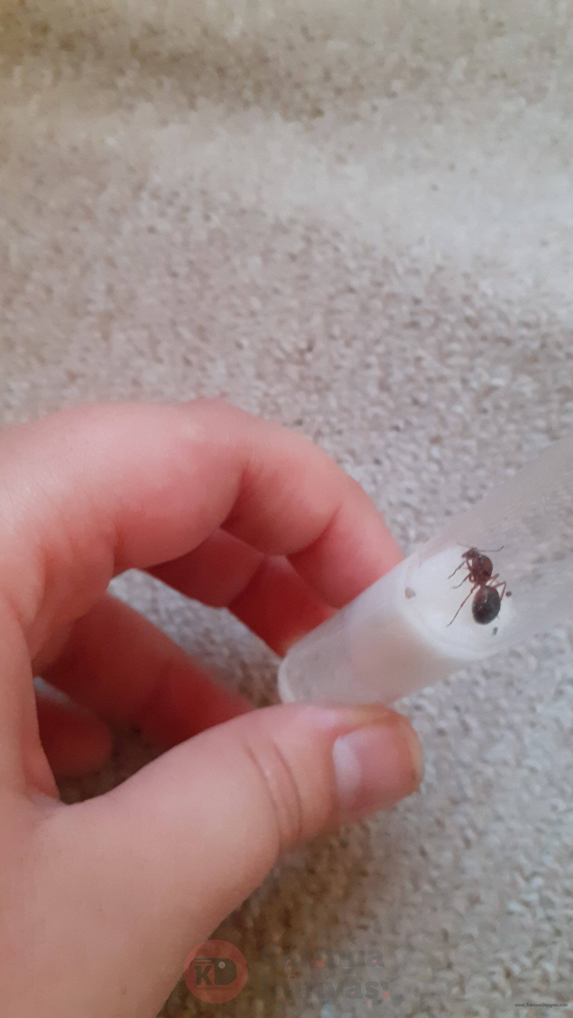 IMG-20210617-WA0016.jpeg