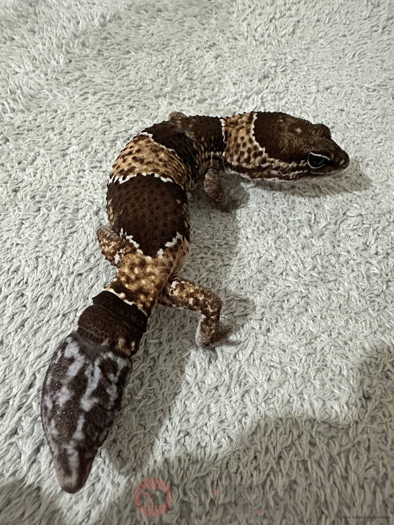 IMG_0972.jpeg