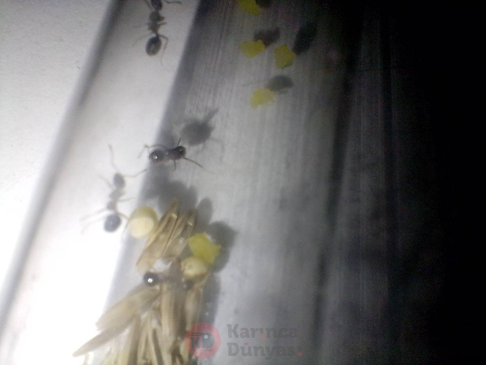 IMG_20250118_171350.jpg