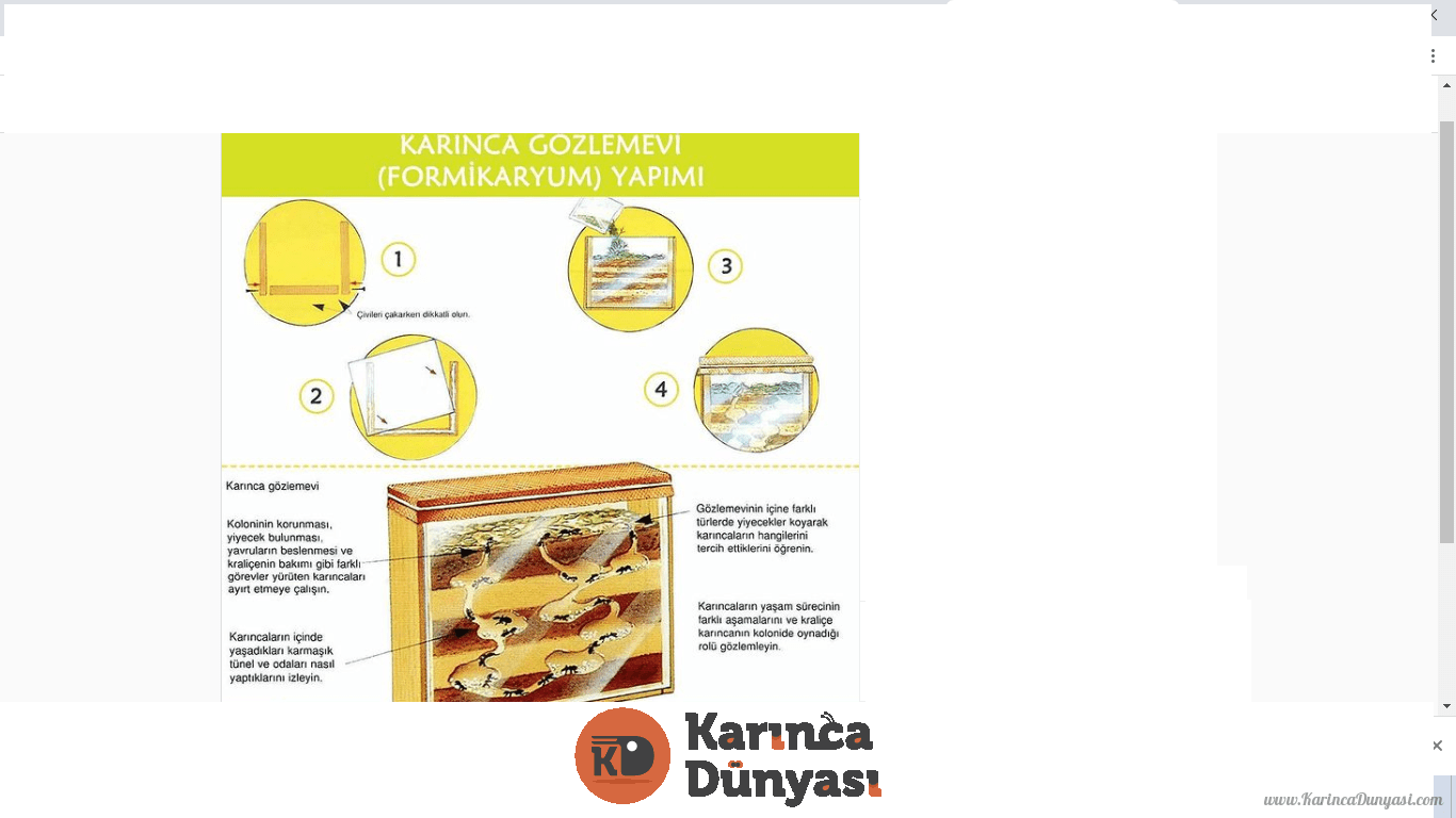 karınca  123.png