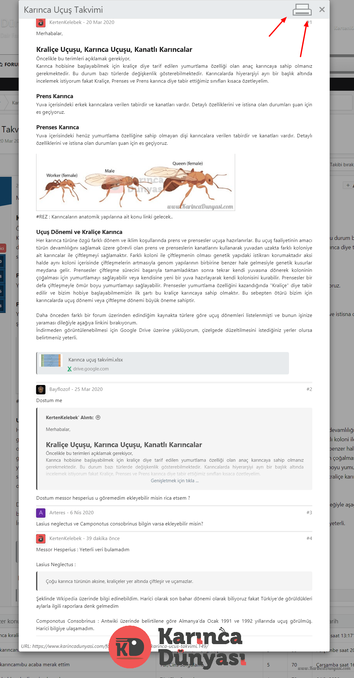 Karınca Dünyası Yazdırma Özelliği.png