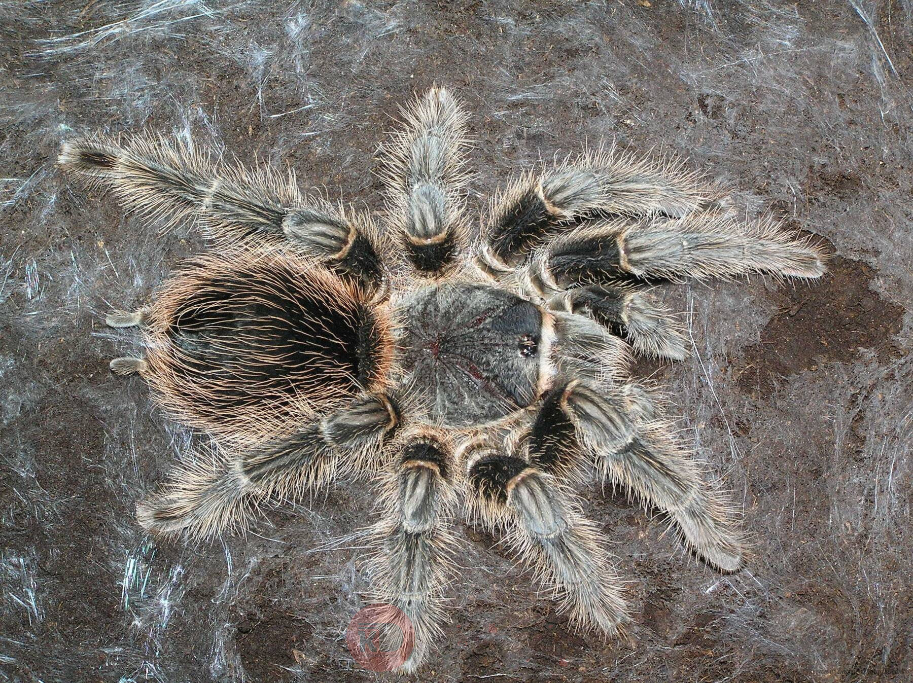 Lasiodora Difficilis.jpg