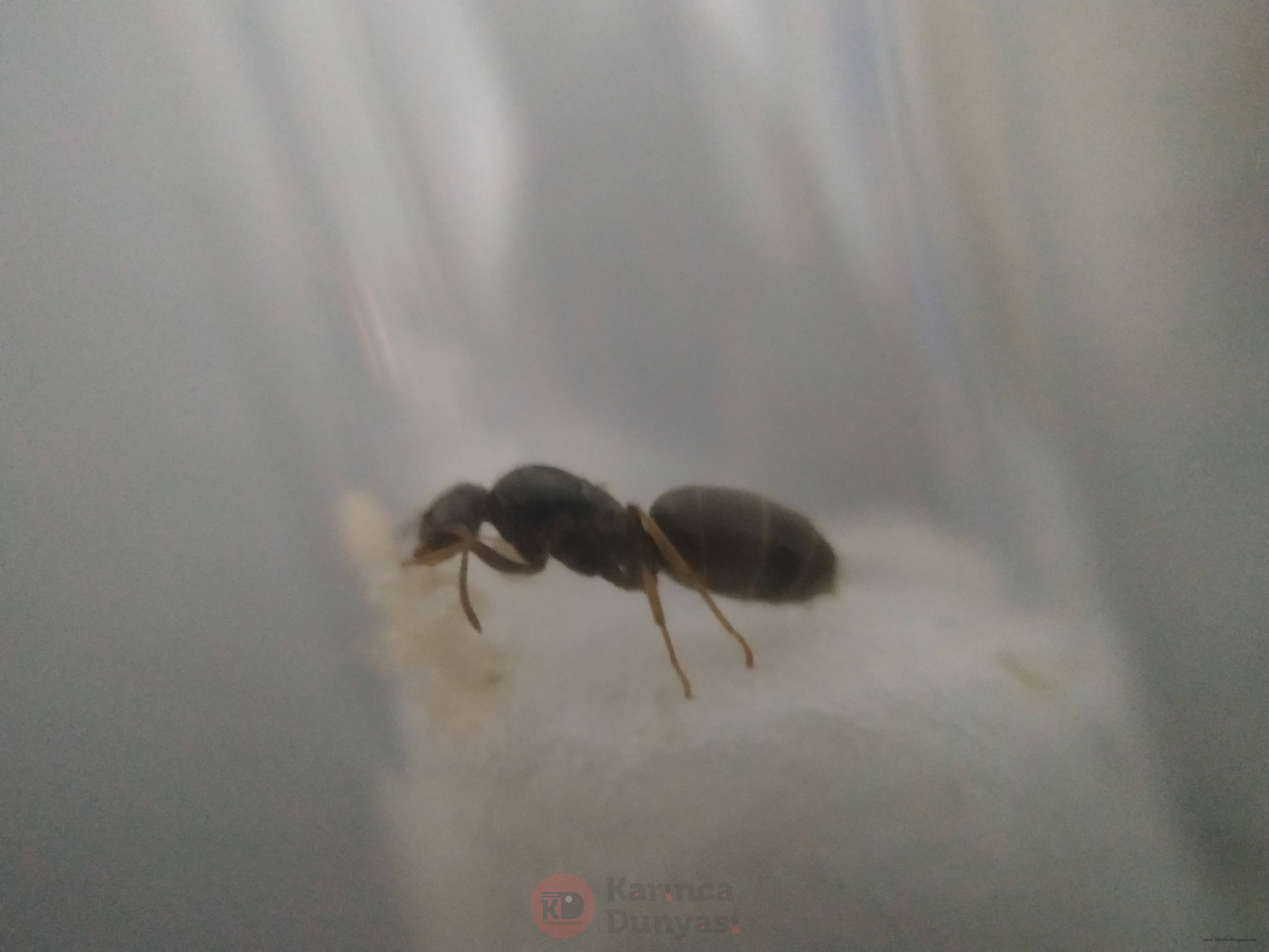 Lasius 1.jpg