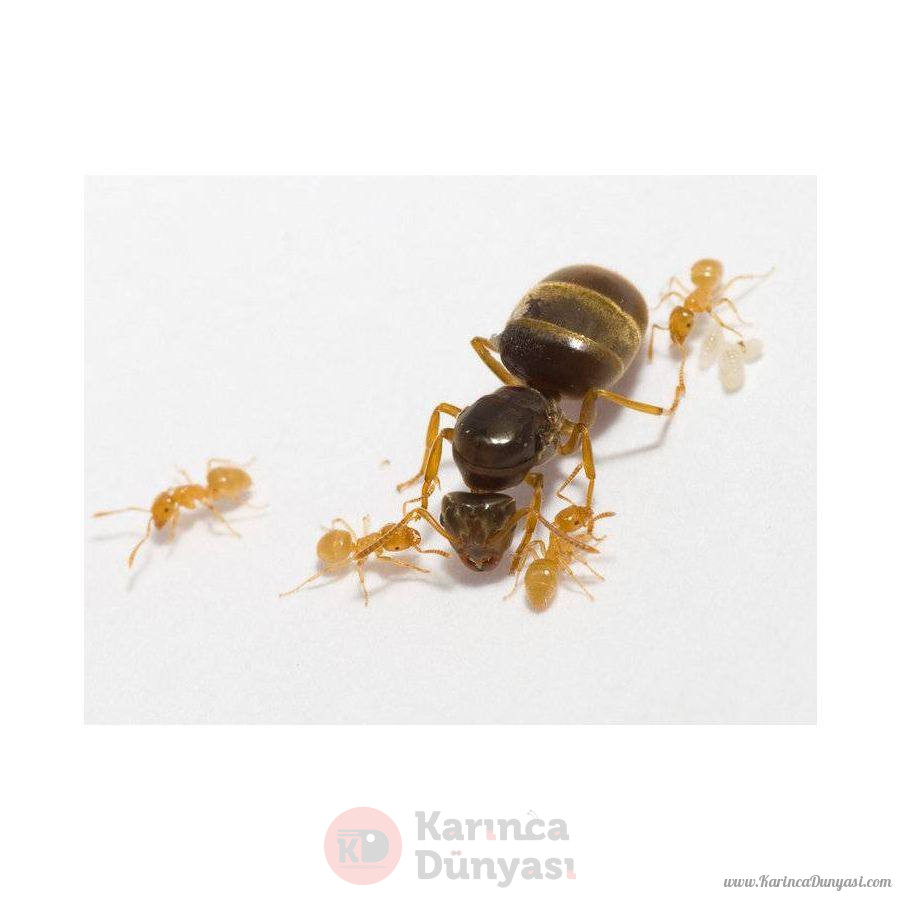 lasius-flavus-koningin-en-1-4-werksters1_1.jpg
