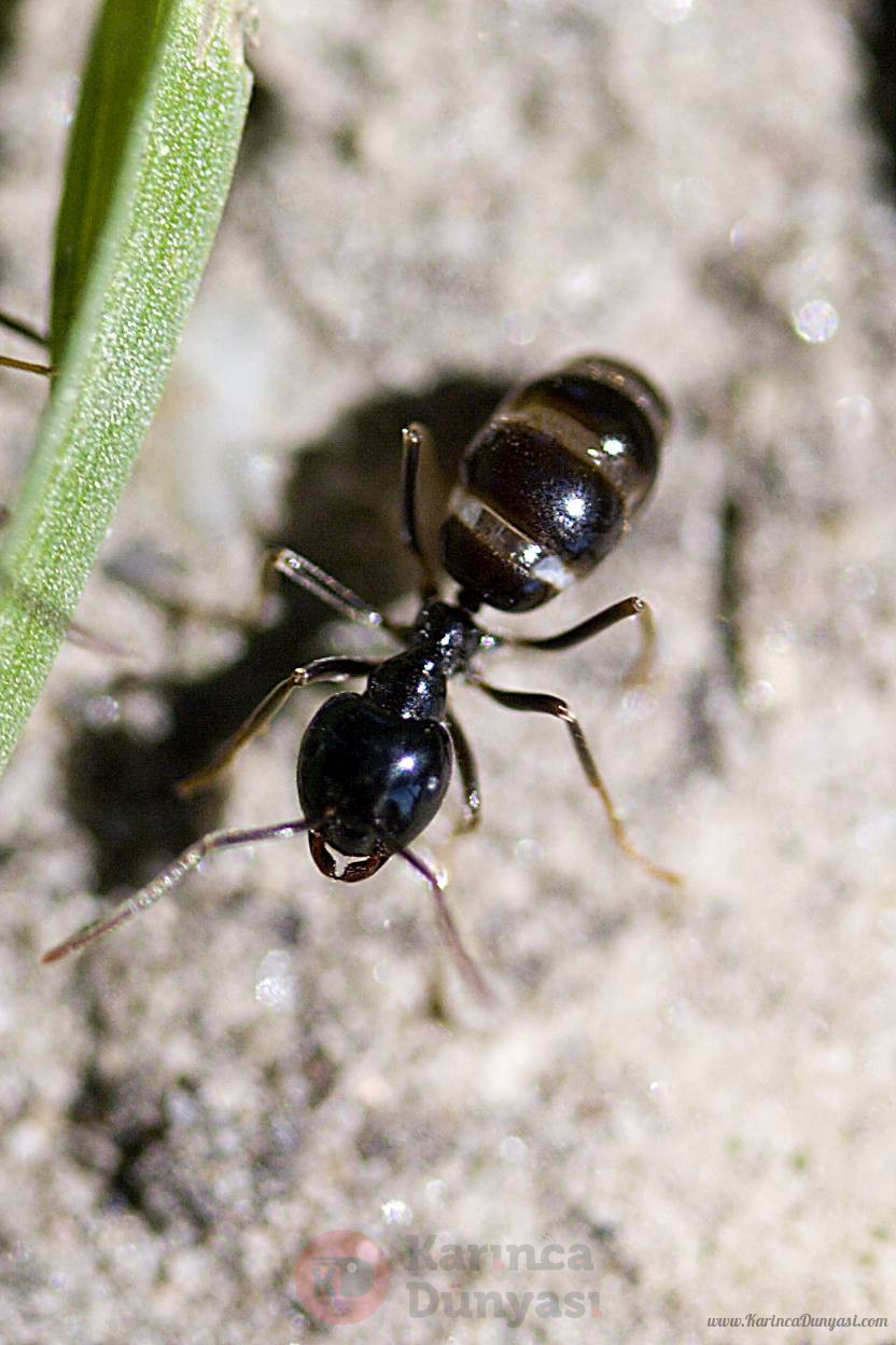 Lasius_fuliginosus.jpg
