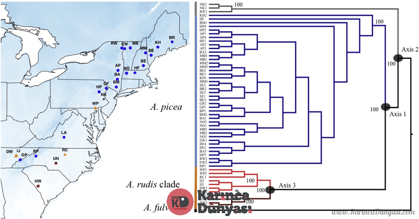 Map-of-collection-sites-of-Aphaenogaster-picea-and-A-rudis-with-the-topology-recovered.png