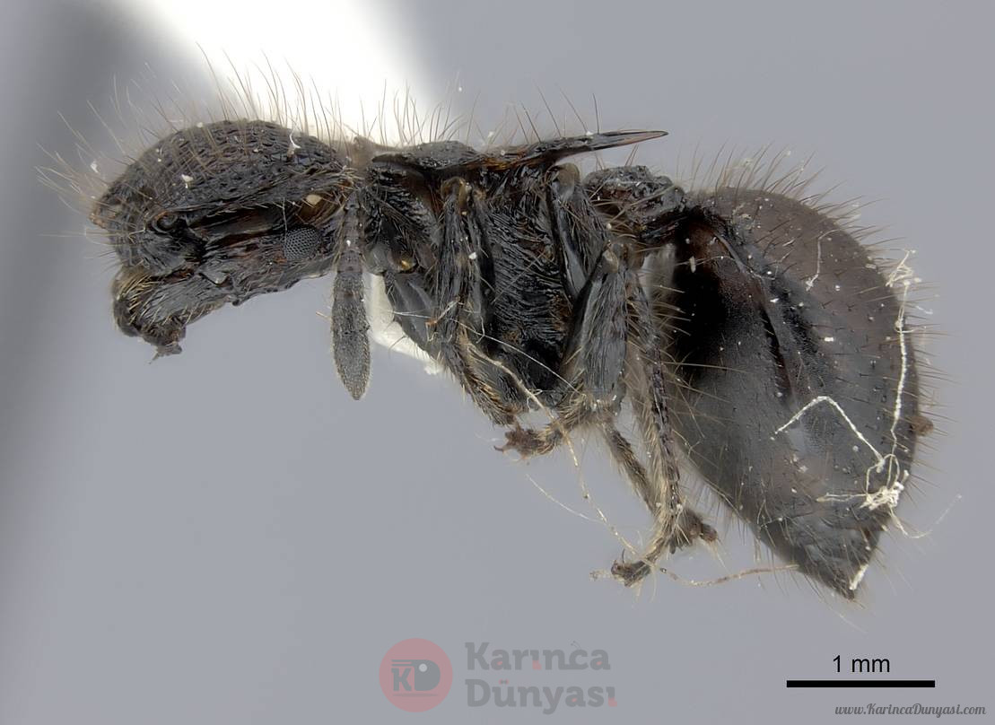 Meranoplus_mucronatus_ (2).jpg