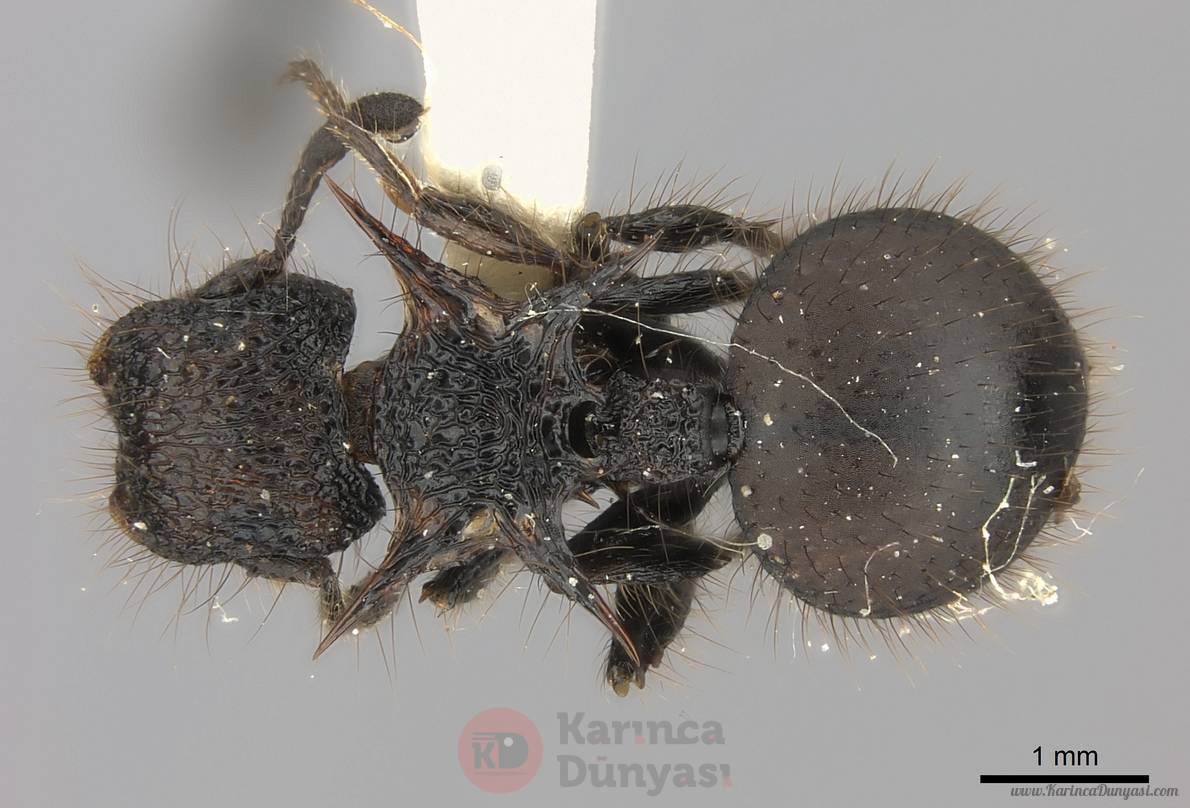 Meranoplus_mucronatus_.jpg