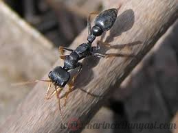 Myrmecia pilosula ant.jpg