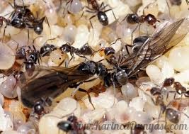 Ochetellus glaber ant.jpg
