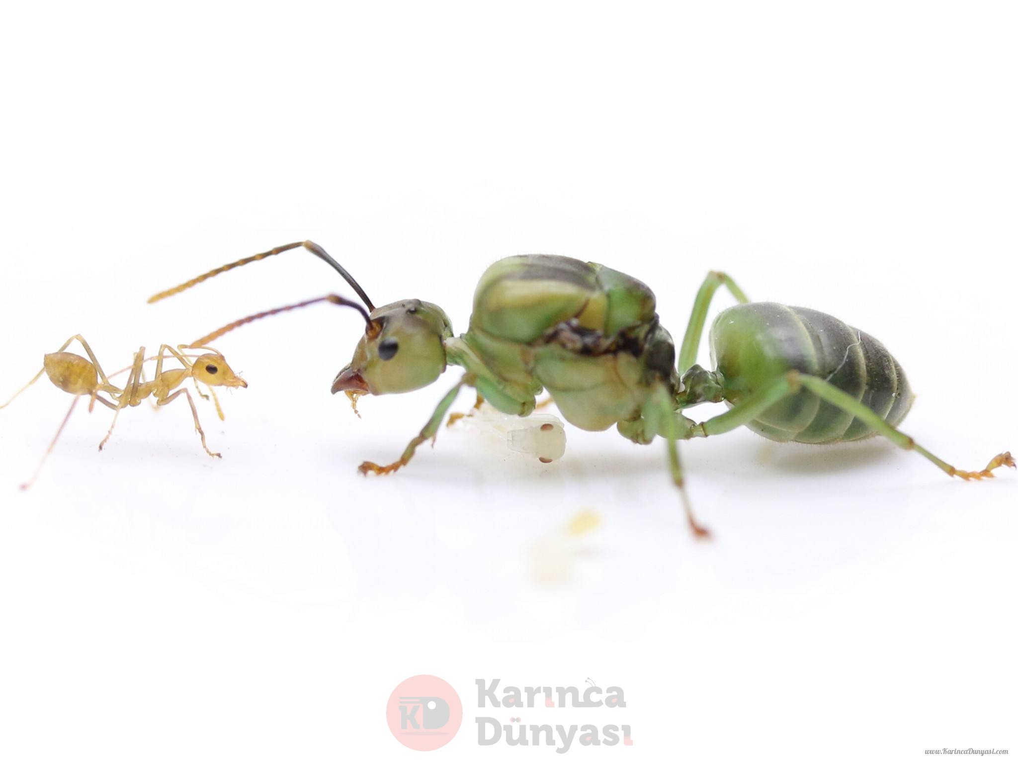 oecophylla.smaragdina.jpg