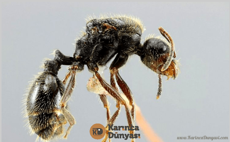 Opera Anlık Görüntü_2020-05-30_153749_cle.fourmis.free.fr.png