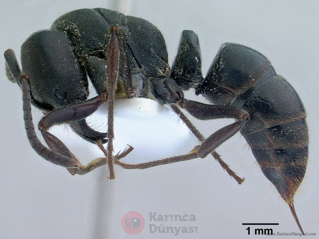 Pachycondyla_astuta.jpg