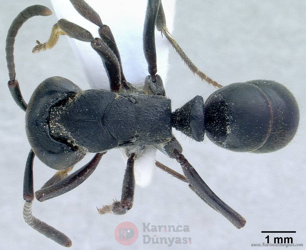 Pachycondyla_astuta_.jpg