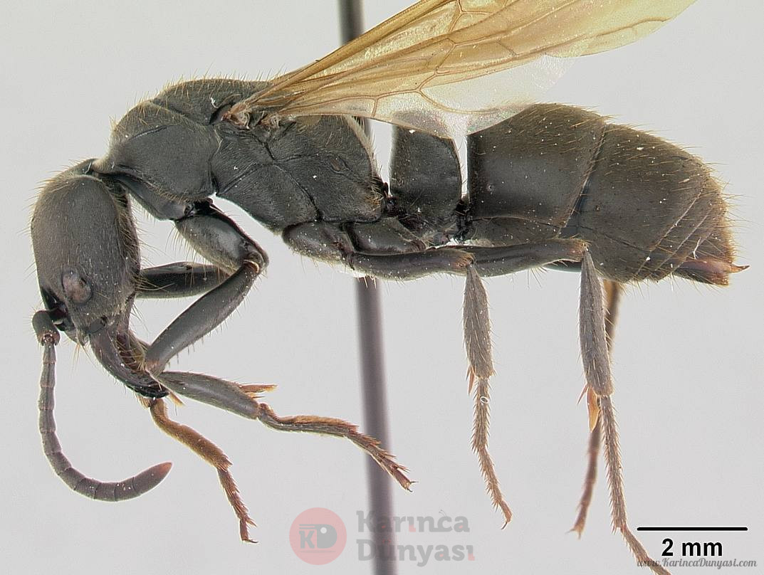 Pachycondyla_striata_casent0178186_profile_1.jpg