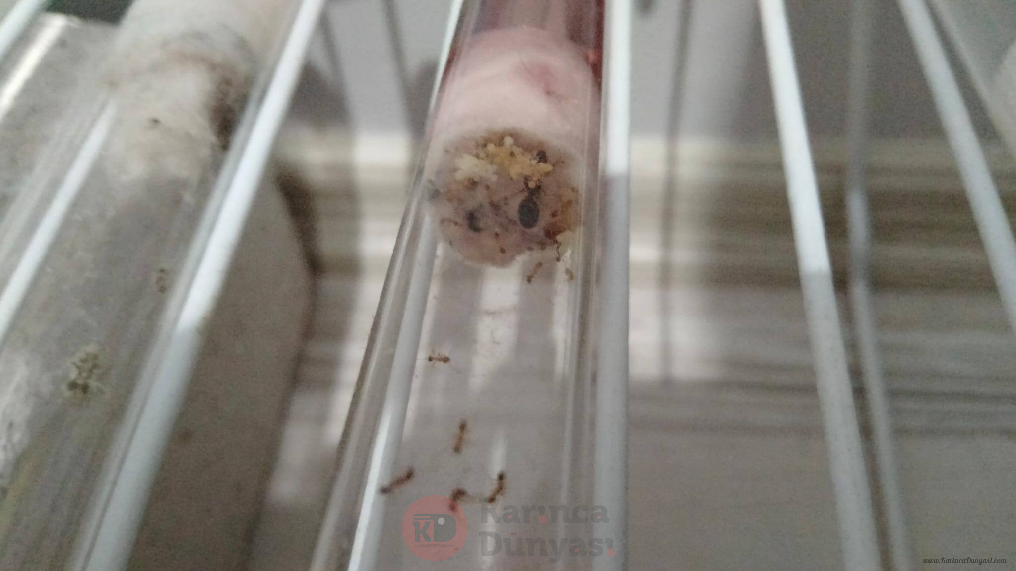pheidole.jpeg