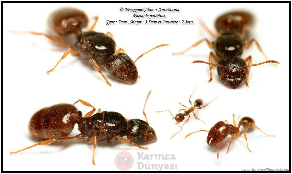 Pheidole Pallidula .jpg