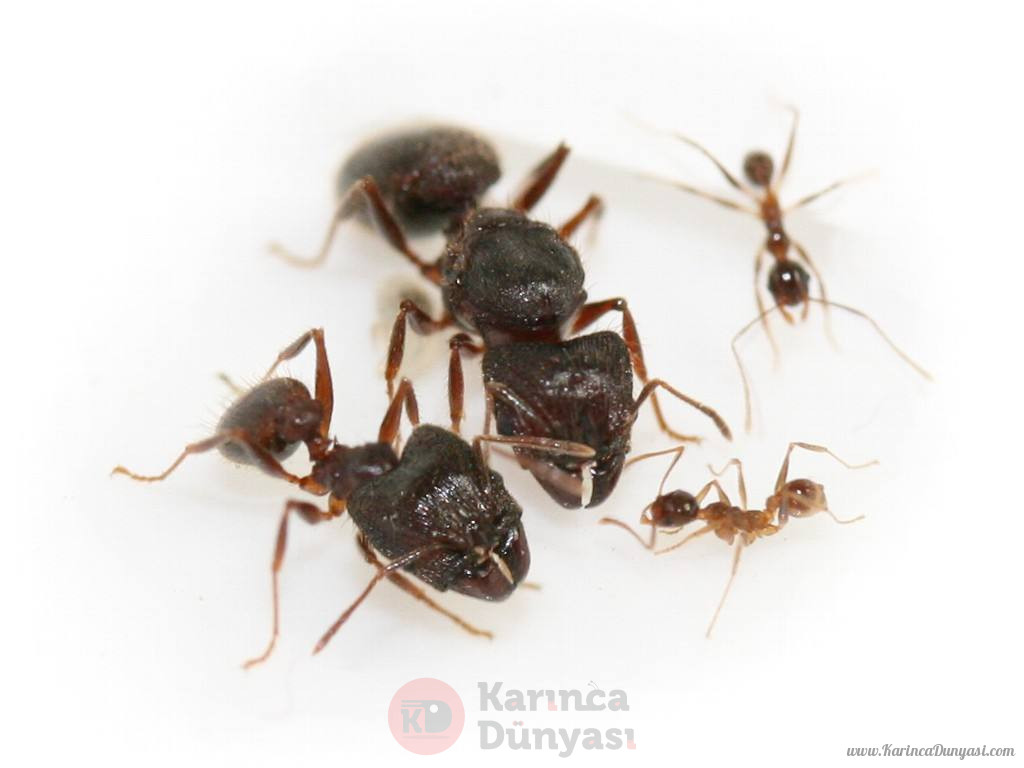 pheidole_cf._noda.jpg