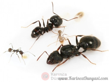 pheidole_fossimandibula.jpg