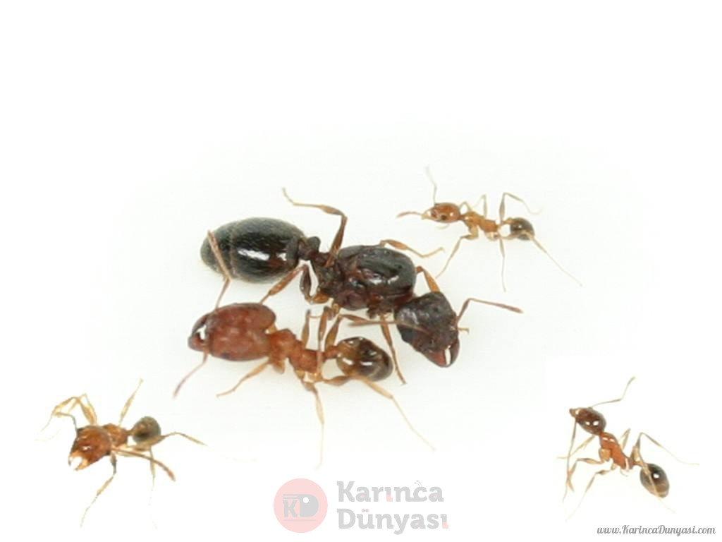 pheidole_jucunda.jpg