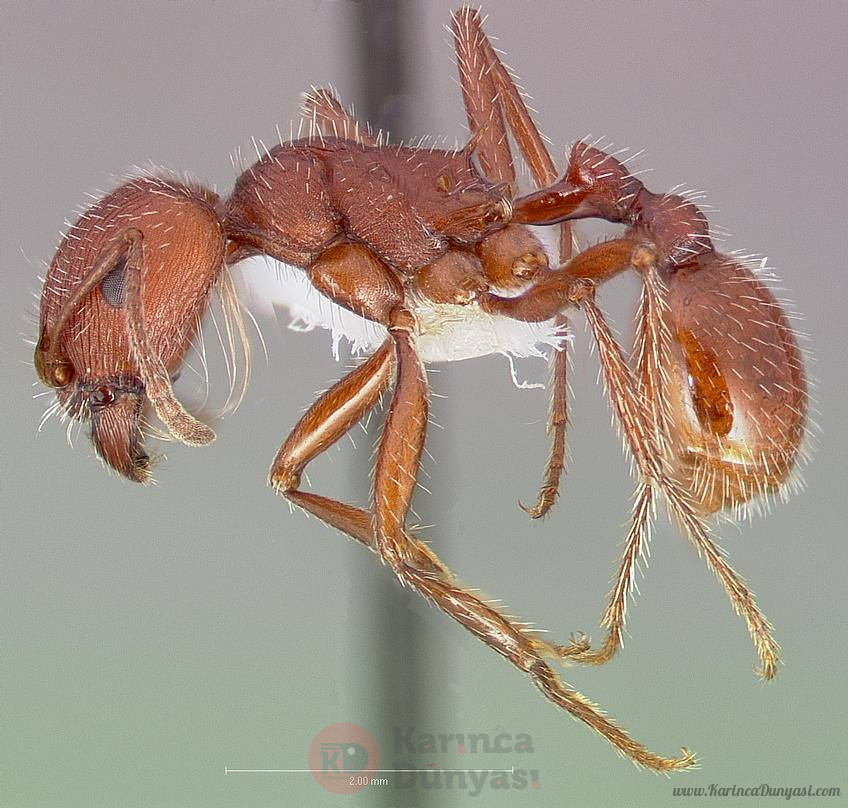 Pogonomyrmex_occidentalis_casent0005718_profile_1.jpg