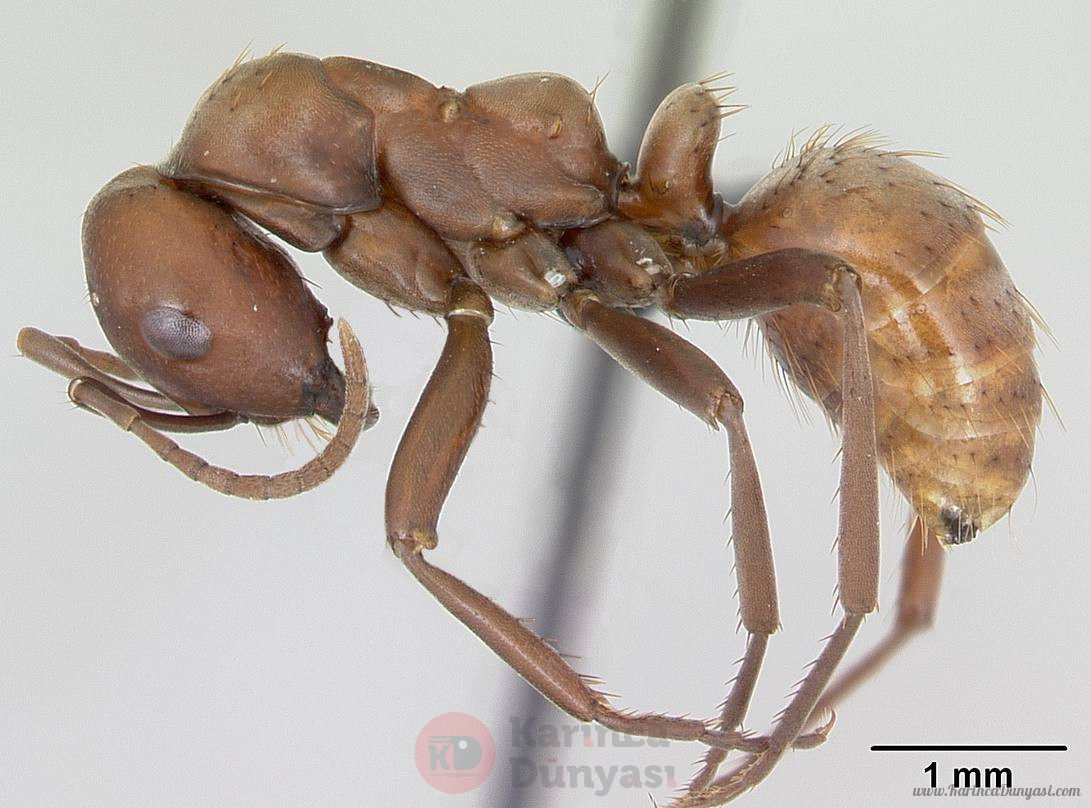 Polyergus_rufescens_casent0173859_profile_1.jpg