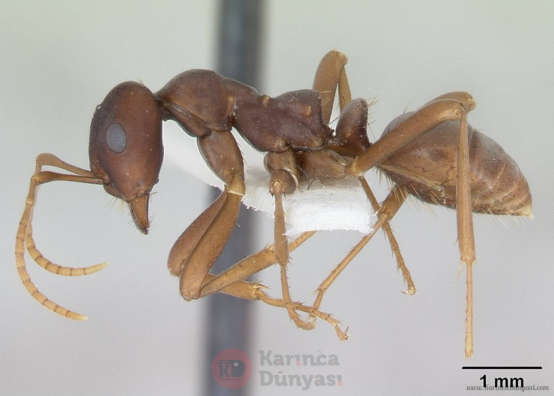 Polyergus_samurai_casent0173324_profile_1.jpg