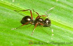 Polyrhachis rastellata.jpg