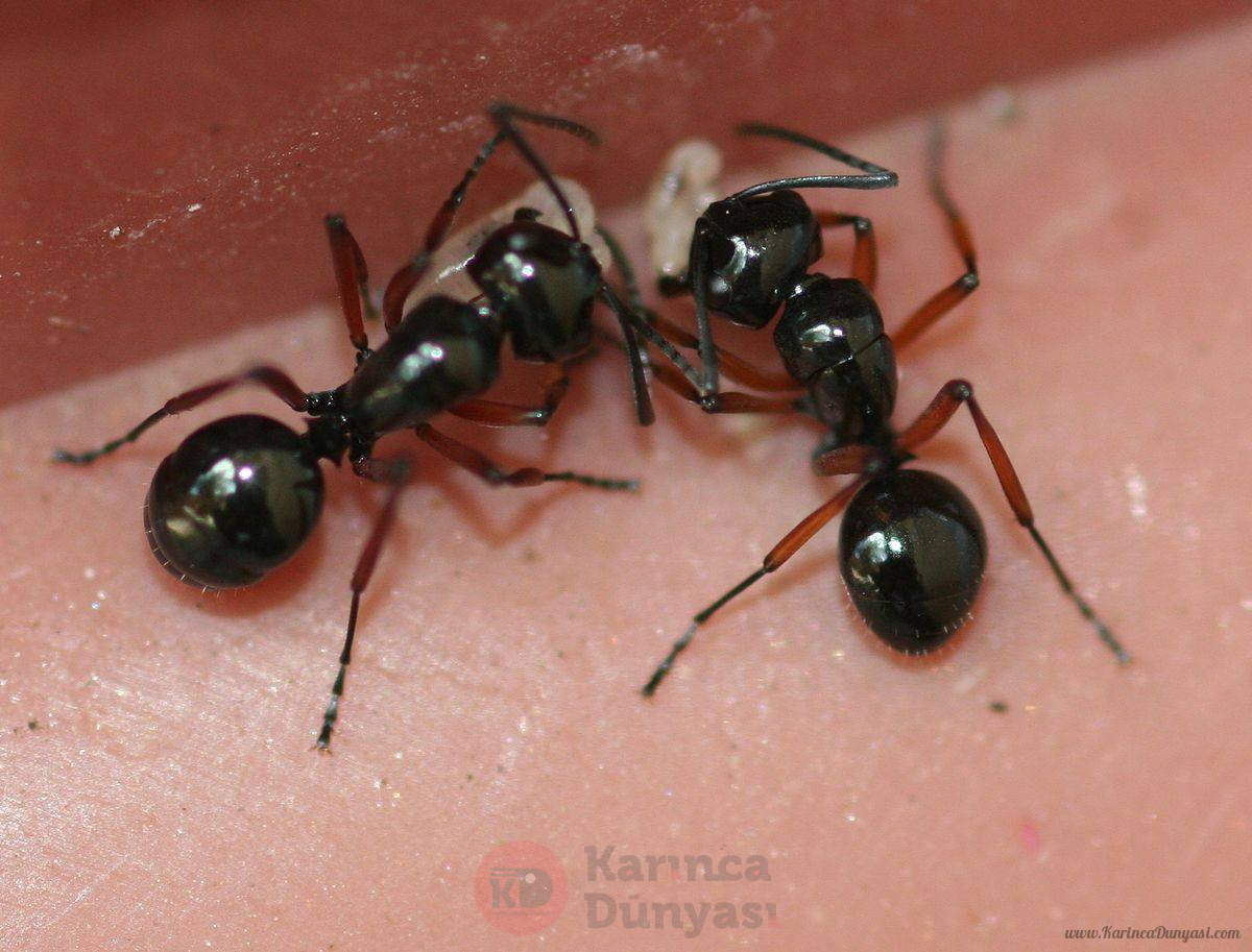 Polyrhachis rastellata2.jpg