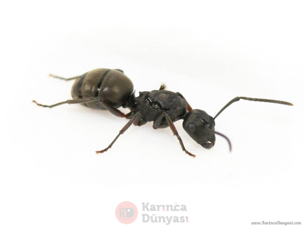 polyrhachis_halidayi.jpg