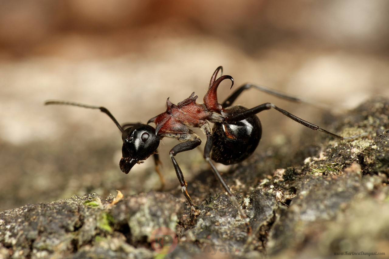 Polyrhachis_lamellidens_worker,_Taku_Shimada.jpg