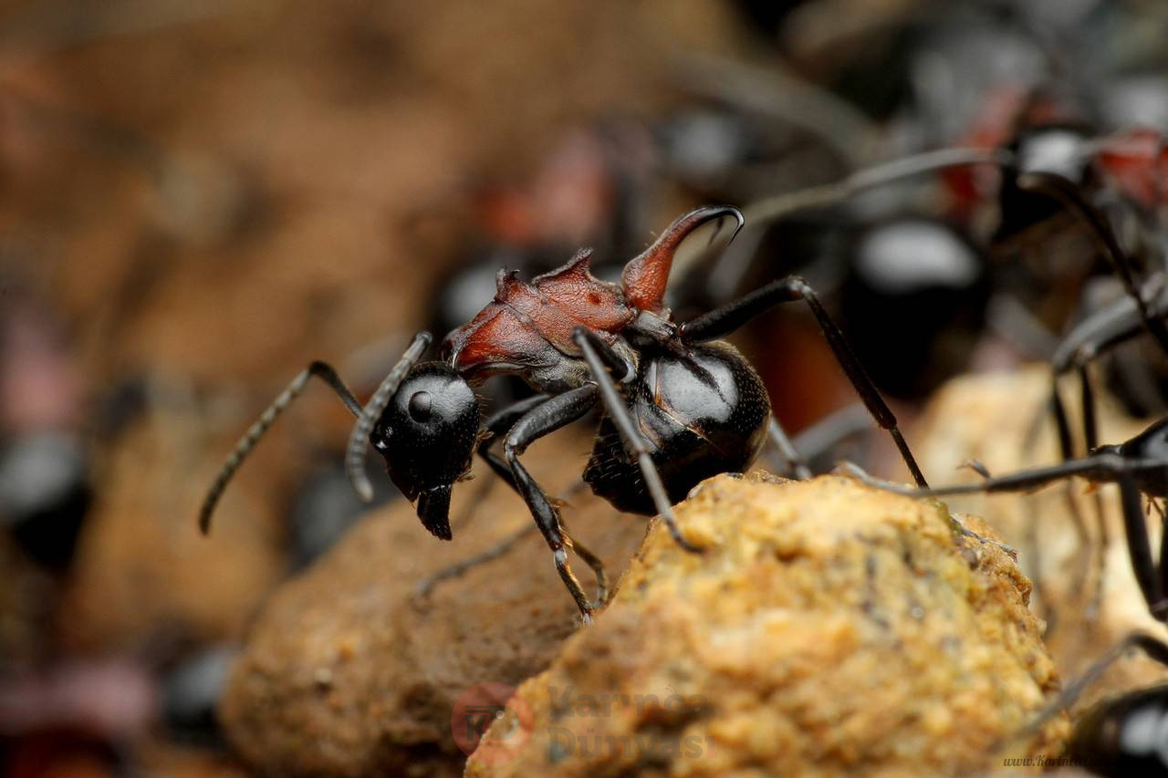 Polyrhachis_lamellidens_worker,_Taku_Shimada_(2).jpg