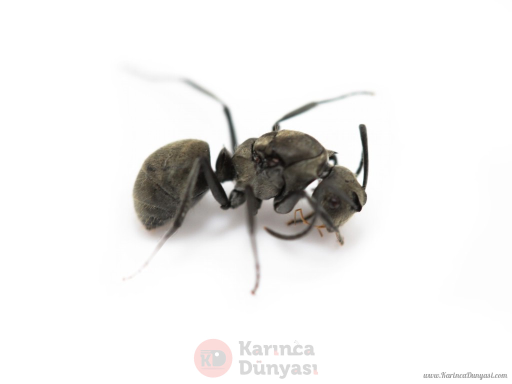 polyrhachis_proxima.jpg