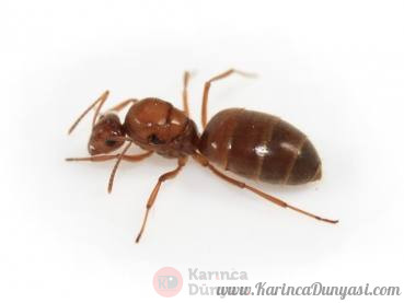 prenolepis_imparis2.jpg