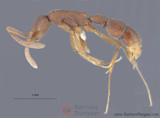 probolomyrmex-longiscapus-lateral-normal.jpg