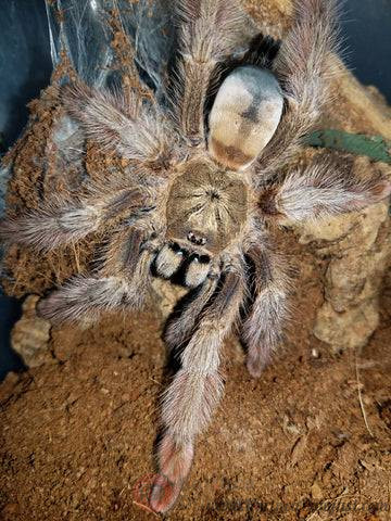 Psalmopoeus-pulcher-Female-sale_480x480.jpg