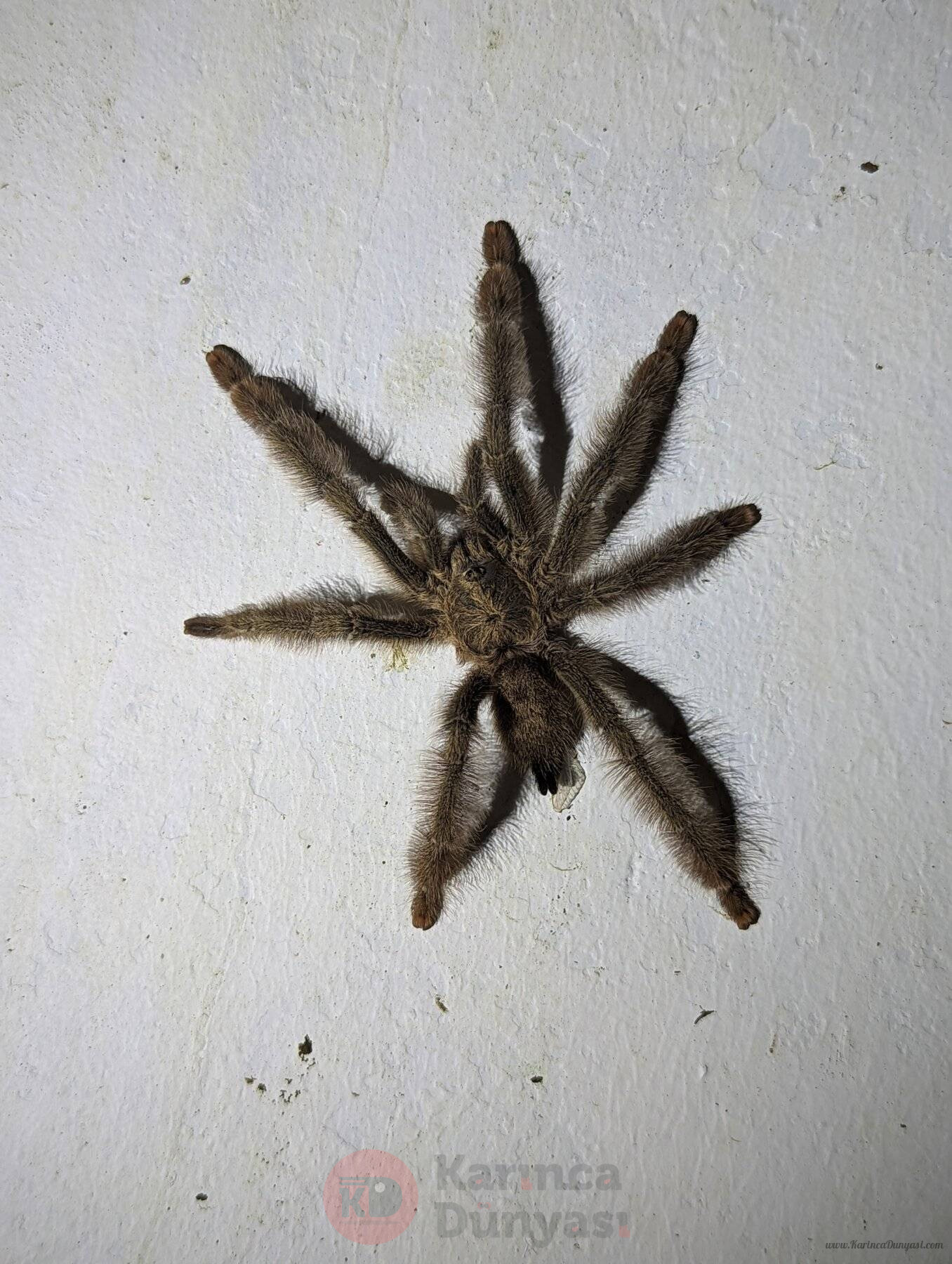 Psalmopoeus_pulcher_232052707.jpg