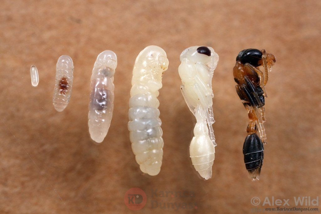 pseudomyrmex_gracilis_egg_to_ant-1.jpg