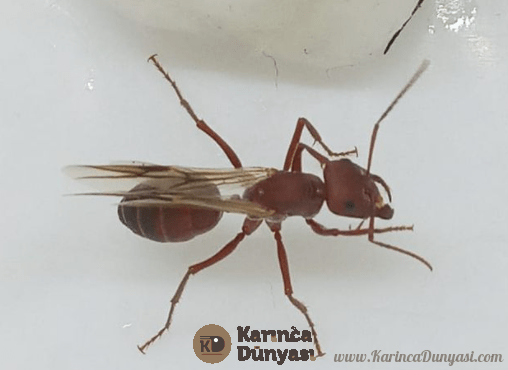 queen ant.png