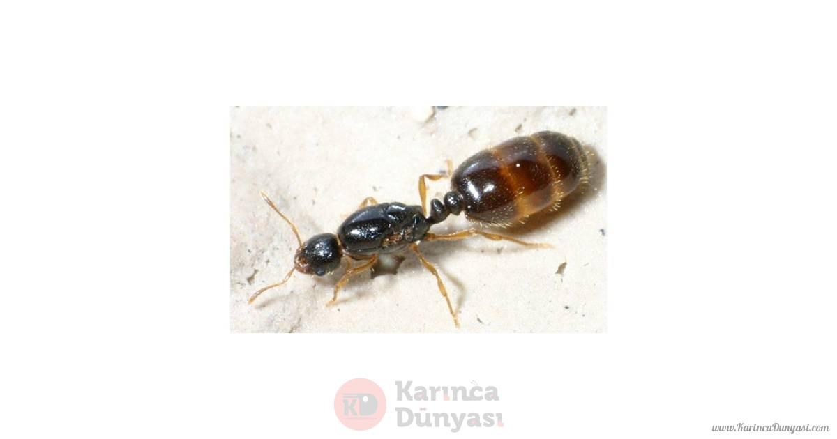 queen-of-solenopsis-fugax-free-ants-anthouse.jpg