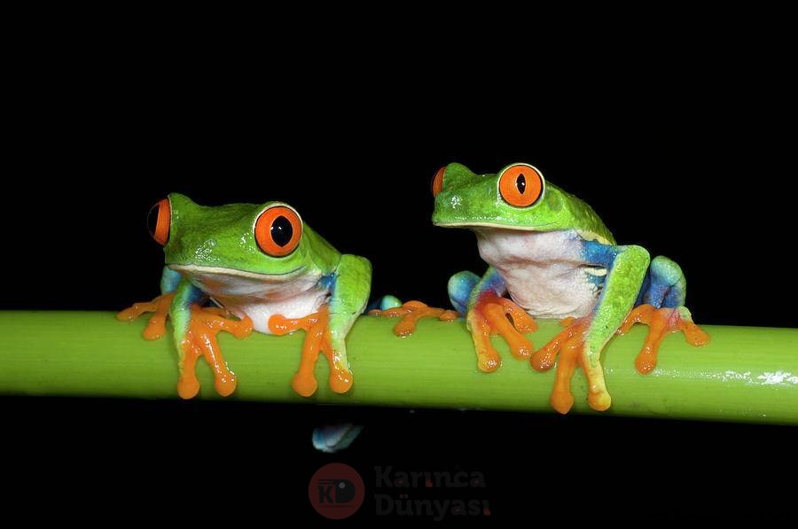 red-eyed-tree-frogs-agalychnis-kevin-schafer.jpg