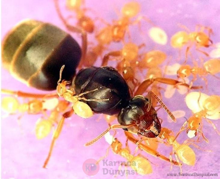 Sarı Çayır - Kehribar Karıncası 2.jpg