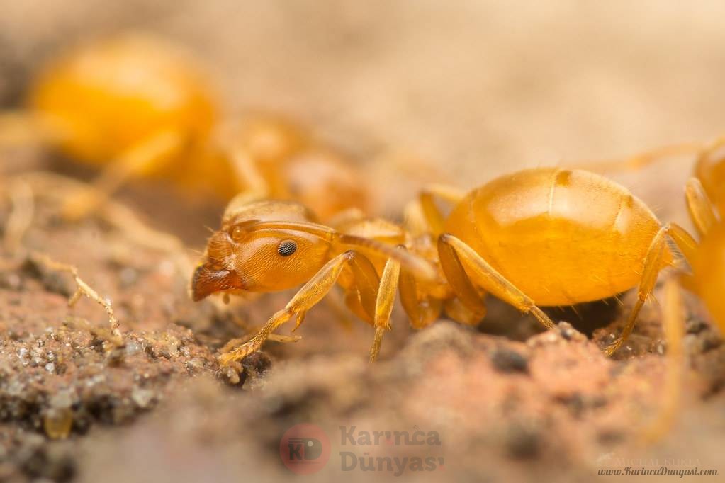 Sarı Çayır - Kehribar Karıncası.jpg