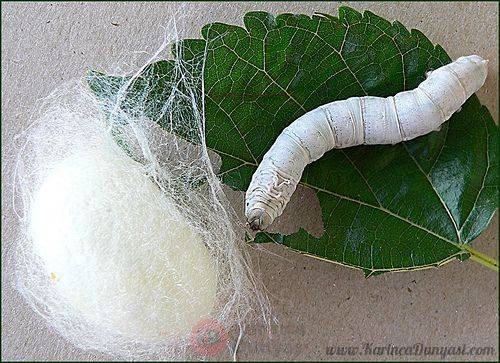 Silkworm and cocoon.jpg