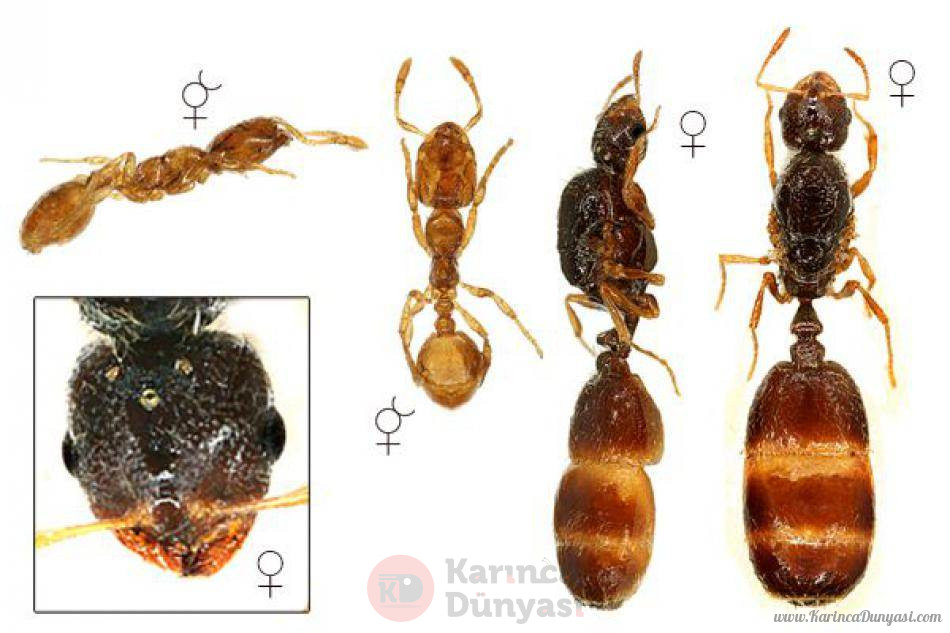 Solenopsis Fugax 2.jpg