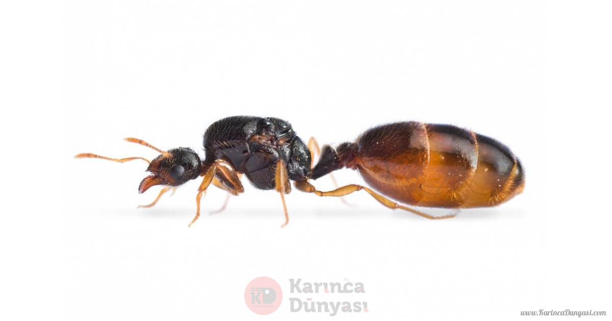 solenopsis-fugax-jpg.28