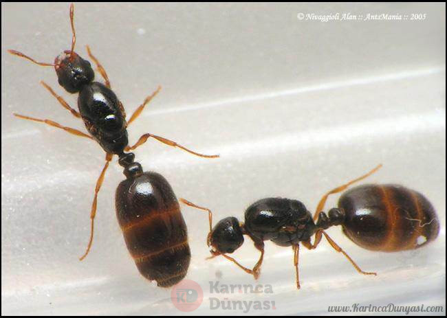 Solenopsis Fugax1.jpg