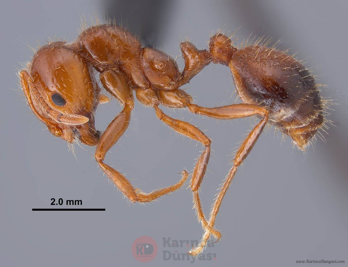 Solenopsis_invicta_majorwork2_sideRJW.jpg